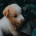 Cute Pets - Adorable puppy in a natural setting surrounded b #11596525