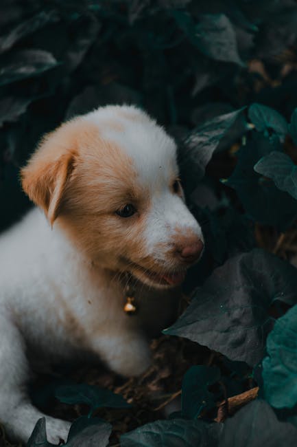 Cute Pets - Adorable puppy in a natural setting surrounded b #11596525