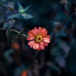 Flowers & Plants - Close-up of a vibrant pink flower in a moody gar #1242286