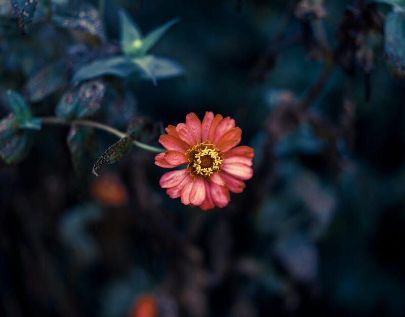 Flowers & Plants - Close-up of a vibrant pink flower in a moody gar #1242286