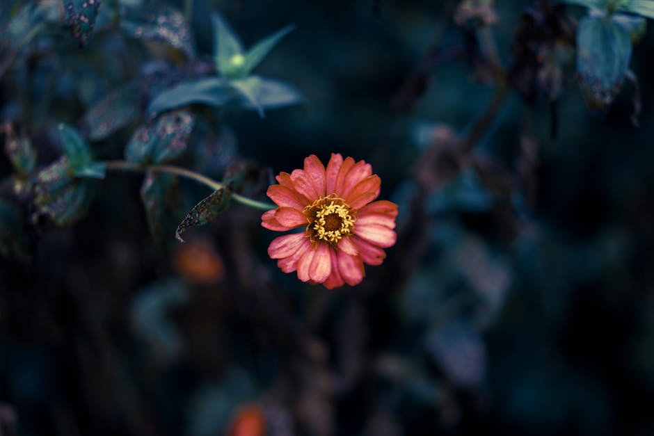Flowers & Plants - Close-up of a vibrant pink flower in a moody gar #1242286