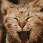 Cute Pets - Capture of a tabby cat yawning with eyes closed, #13539517