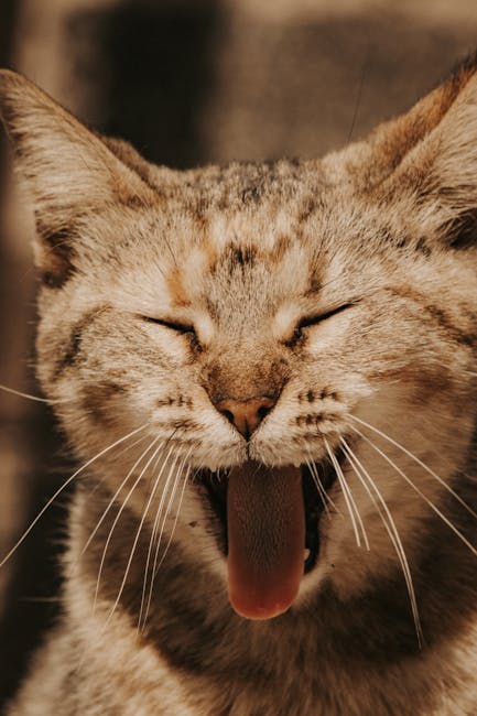 Cute Pets - Capture of a tabby cat yawning with eyes closed, #13539517