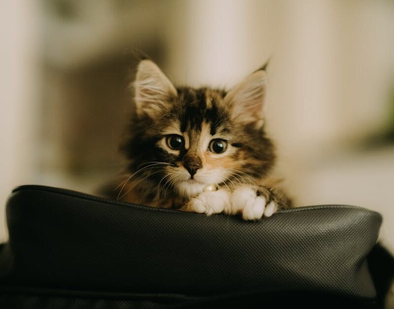 Cute Pets - A fluffy kitten curiously peeks over a bag in an #16455383