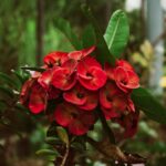 Flowers & Plants - A stunning close-up of vibrant red flowers in Mé #16485166