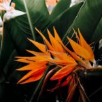 Flowers & Plants - Close-up of vibrant orange Bird of Paradise flow #17126929