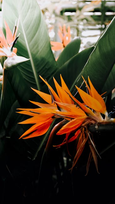 Flowers & Plants - Close-up of vibrant orange Bird of Paradise flow #17126929