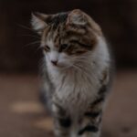 Cute Pets - A cute calico cat walks gracefully on a sidewalk #19357357