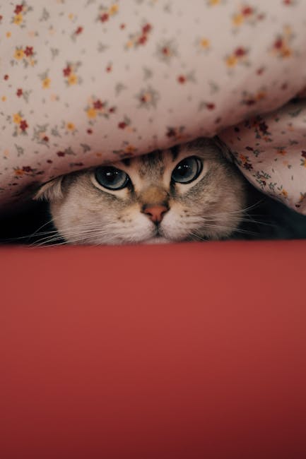 Cute Pets - Charming image of a cat peeking curiously from u #20444623