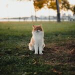 Cute Pets - Charming orange and white cat posing in an Istan #29298315