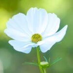 Flowers & Plants - Close-up of a white cosmos flower against a gree #32429284