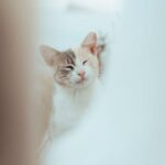 Cute Pets - Charming domestic cat in blurred soft-focus sett #33238873