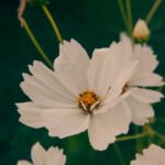 Flowers & Plants - Beautiful close-up of white cosmos flowers with #33915135