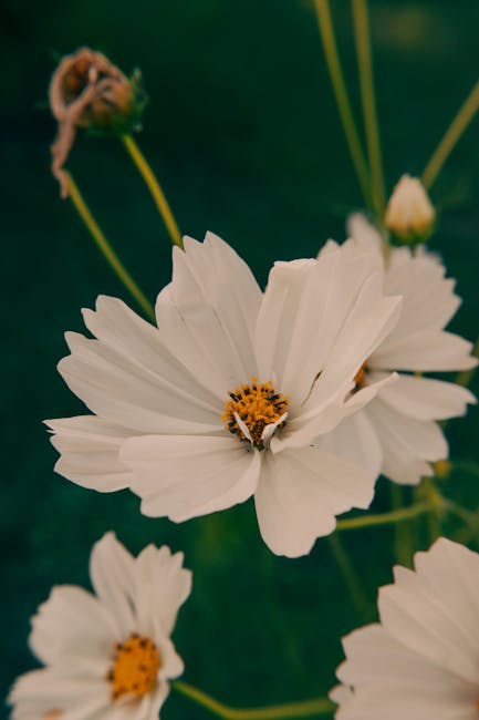 Flowers & Plants - Beautiful close-up of white cosmos flowers with  #33915135