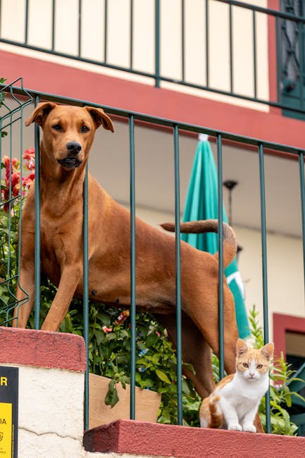 Cute Pets - A curious cat and a dog stand on a vibrant balco #34151571