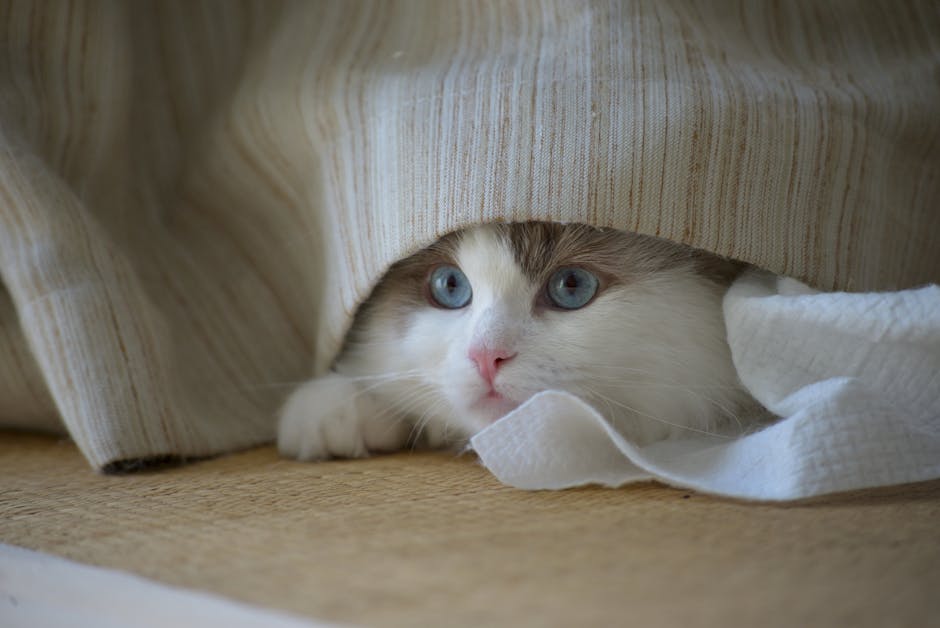 Cute Pets - Cute Ragdoll cat with blue eyes peeking out from #34548188
