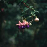 Flowers & Plants - Close-up of vibrant fuchsia flowers against a mi #35657738