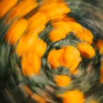 Flowers & Plants - Swirling motion blur of bright orange flowers cr #36759257