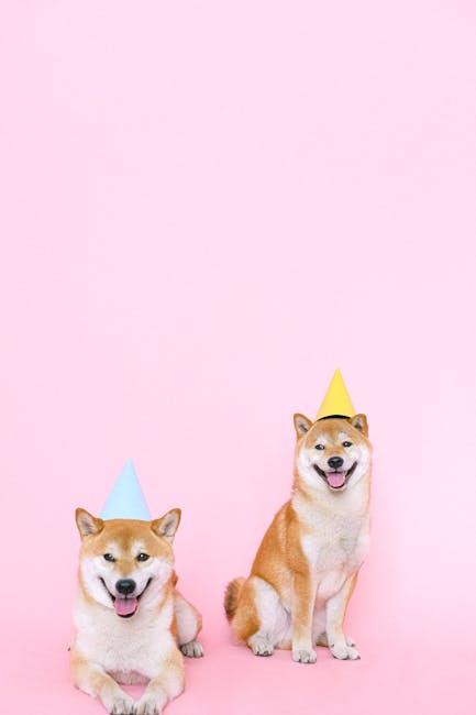 Cute Pets - Two happy Shiba Inu dogs wearing party hats on a #4588007