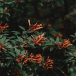 Flowers & Plants - Captivating firebush with vibrant blooms and lus #8128659