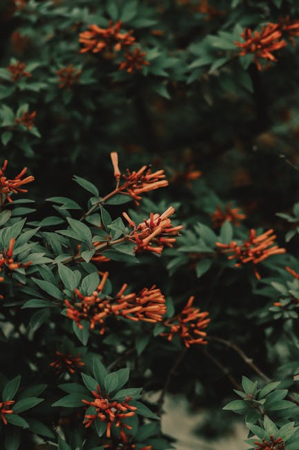 Flowers & Plants - Captivating firebush with vibrant blooms and lus #8128659