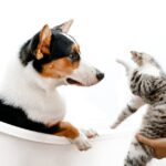 Cute Pets - A cute scene of a cat and dog interacting playfu #9952105
